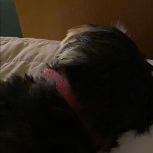 Meet your Posher, Bobbie